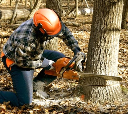 Tree Removal in Whitharral, TX